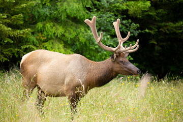 Large male elk in velvet grazing behind grasses in a meadow