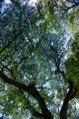 árboles