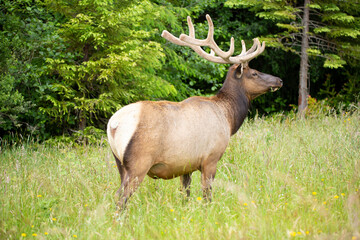 Naklejka na ściany i meble Bull elk looking for threats while standing in a field