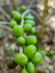 Green Arabica Coffee Beans on a Tree