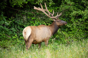 Large bull elk nibbling on tree branches at the end of a field