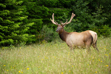 Antlered elk standing in a field of grass and wildflowers