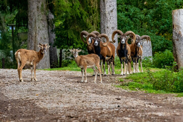 Fototapeta premium Greifvogelstation Hellental Wildtierfreigehege Hellental