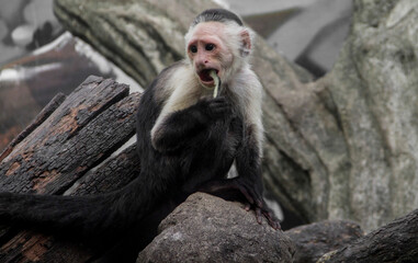 cute and restless capuchin monkey in zoo