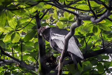 beautiful large and imposing Andean condor