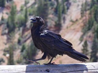 Fototapeta premium Side view of a black bird walking on a wooden log with its beak open