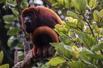 beautiful and exotic red howler monkey