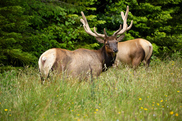 Elk appears to have two bodies and one head, lined up with companion in a field