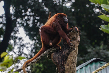 beautiful and exotic red howler monkey