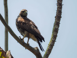 Eagle on a tree branch