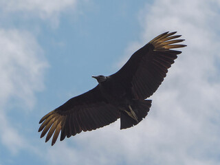 Flight of an American Vulture