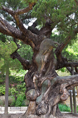 An old tree in Yangdong folk village(Yangdong Village of Gyeongju), Gyeongju, Gyeongsangbukdo, South Korea
