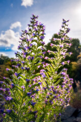 Backlit purple lupines at golden hour, on the side of Lake Hawea in the alpine Otago Region, in Mount Aspiring National Park, Southern Alps, New Zealand.