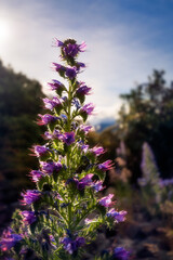 Fototapeta premium Backlit purple lupine glowing in the sunset light on the side of Lake Hawea in the alpine Otago Region, in Mount Aspiring National Park, Southern Alps, New Zealand.