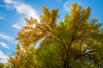 Naklejka premium Fall colors