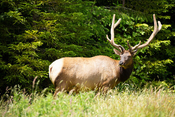 Huge bull elk near trees in beautiful light looking left