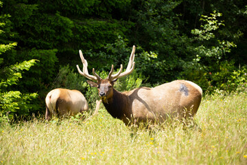 Several bull elk grazing on the edge of a grassy field