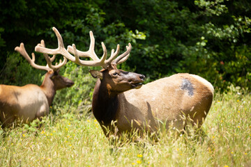 Several bull elk grazing on the edge of a grassy field elk in front looking right