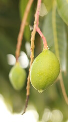 mango verde