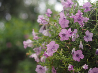 Wave pink Cascade color SolanaceaeScientific name Petunia hybrid Vilm Grandiflora Singles violet purple flower in a plastic pot blooming in garden on blurred nature background hanging on the tree