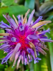 close up of a purple flower