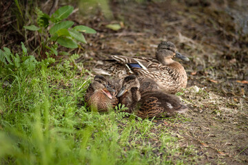 little ducklings sit on the river Bank and quack with their mother duck