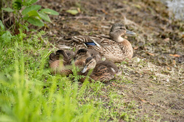 little ducklings rest near the river with their mother duck