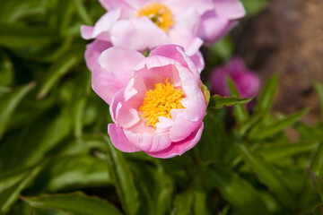 Close up of Pink Camellia