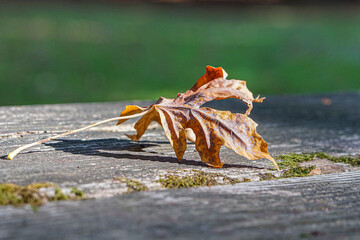 Single autumn leaf highlighted by sun