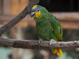 Photography of a green parrot 