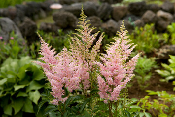 Pink Astilbe Darwin's Dream flower