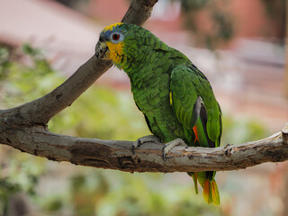 Photograph of a green parrot 