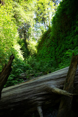 Fototapeta premium View over a tree trunk in a canyon filled with ferns and a rocky creek running through it