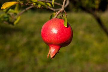 Red Pomegranate on tree