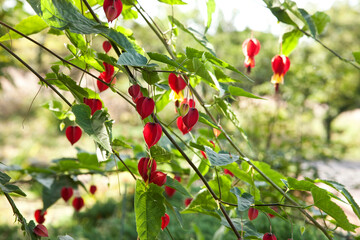 Brazilian Bell Flower or Flowering maple (Abutilon megapotamicum)