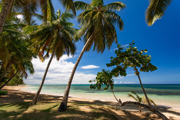 Paradise beach with white sand, palm trees and blue water of Atlantic Ocean, Las Terrenas, Samana, Dominican Republic