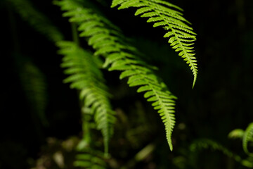 Three well lit feathery pieces of fern reaching out into the light