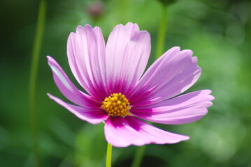 Obraz premium pink flower in the garden