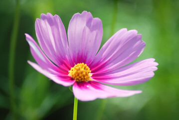 pink flower in the garden