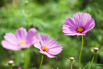 pink cosmos flowers in field