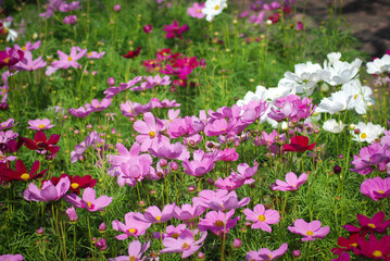field of pink and white flowers