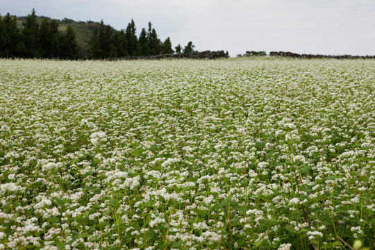 Buckwheat flower field (Fagopyrum esculentum)