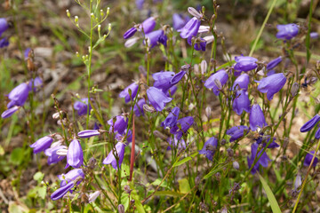 Fototapeta premium Purple Jejudo ladybell (Adenophora taquetii)