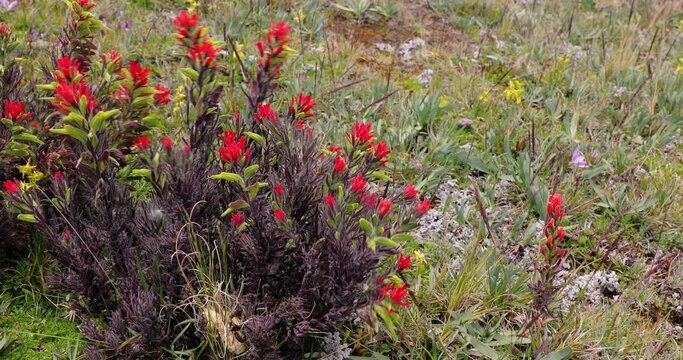 Dry plants of paramo landscape in Cotopaxi National Park, Ecuador