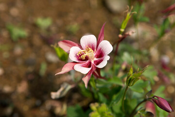 Close up of Columbine (Aquilegia buergeriana)