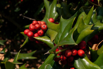 Close up of Holly tree(Ilex cornuta) with red berries