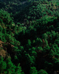 Dark green forest in summer