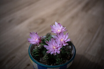 Beautiful blooming cactus flower,vintage tone
