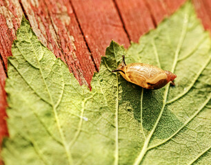Pretty real snail on leaf