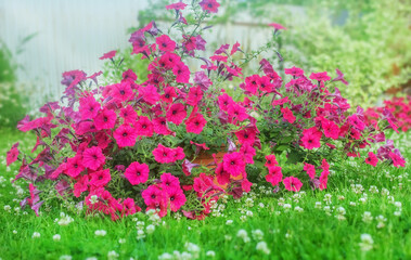 Pink petunias in summer garden